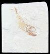 Bargain, Cretaceous Fossil Fish - Lebanon #53951-1
